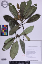 Ochrosia kauaiensis