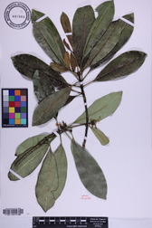 Ochrosia kauaiensis