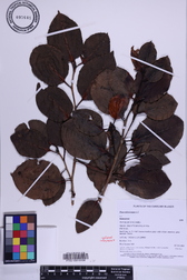 Ficus microcarpa