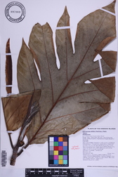 Artocarpus altilis 'Afara'
