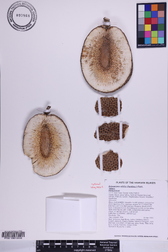 Artocarpus altilis 'Afara'