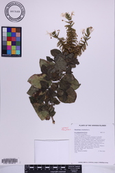 Plumbago zeylanica