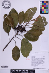 Planchonella sp.