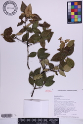 Eugenia uniflora