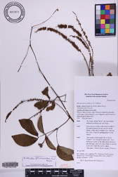 Entada phaseoloides