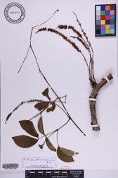 Entada phaseoloides