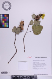 Gossypium tomentosum