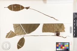 Artocarpus mariannensis  