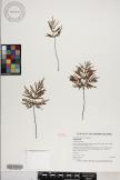 Doryopteris subdecipiens image