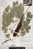 Wallaceodendron celebicum