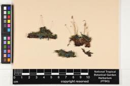 Rosulabryum pseudocapillare image