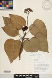 Hernandia nymphaeifolia  