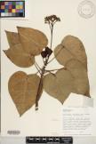 Hernandia nymphaeifolia  