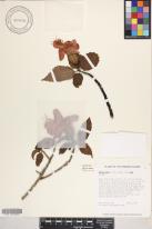 Hibiscus kokio subsp. kokio  