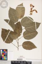 Hibiscus kokio subsp. kokio  