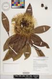 Xanthostemon chrysanthus  