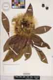 Xanthostemon chrysanthus  