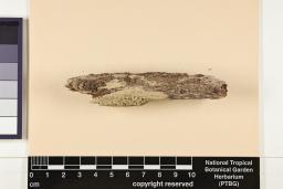 Pertusaria ramulifera image