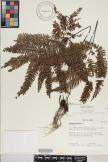 Adiantum terminatum image