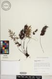 Doryopteris subdecipiens image