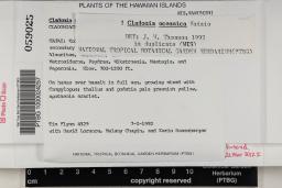 Cladonia oceanica image
