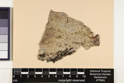 Malmidea granifera image
