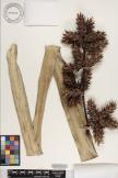Hohenbergia stellata  