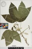 Melicope vatiana