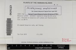 Acrolejeunea sandvicensis image