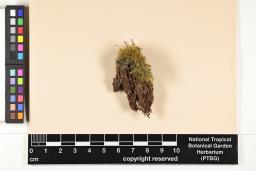 Campylopodium capillaceum image