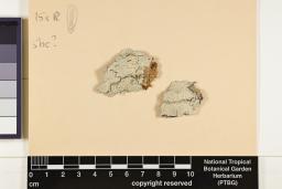 Ocellularia pyrenuloides image