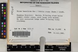 Ptychostomum hawaiicum image