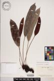 Elaphoglossum hybridum image