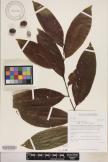 Elaeocarpus carolinensis  