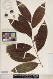 Elaeocarpus carolinensis  