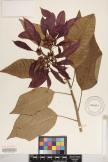 Euphorbia pulcherrima