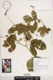 Passiflora edulis  