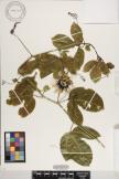 Passiflora edulis  