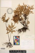 Doryopteris decipiens image