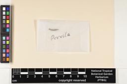 Porella acutifolia image