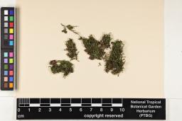 Spruceanthus planiusculus image