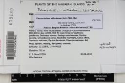Palamocladium wilkesianum image