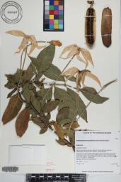 Rosenbergiodendron longiflorum