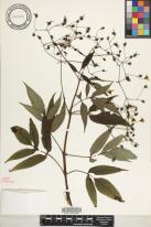 Bidens forbesii subsp. forbesii
