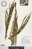 Blechnopsis orientalis image