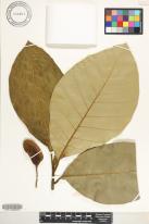 Artocarpus odoratissimus  
