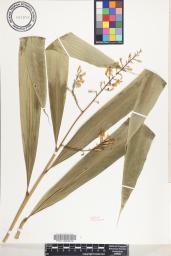Alpinia pubiflora