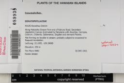 Sematophyllum hawaiiense image