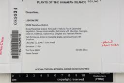 Claopodium prionophyllum image