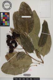 Sapindus oahuensis